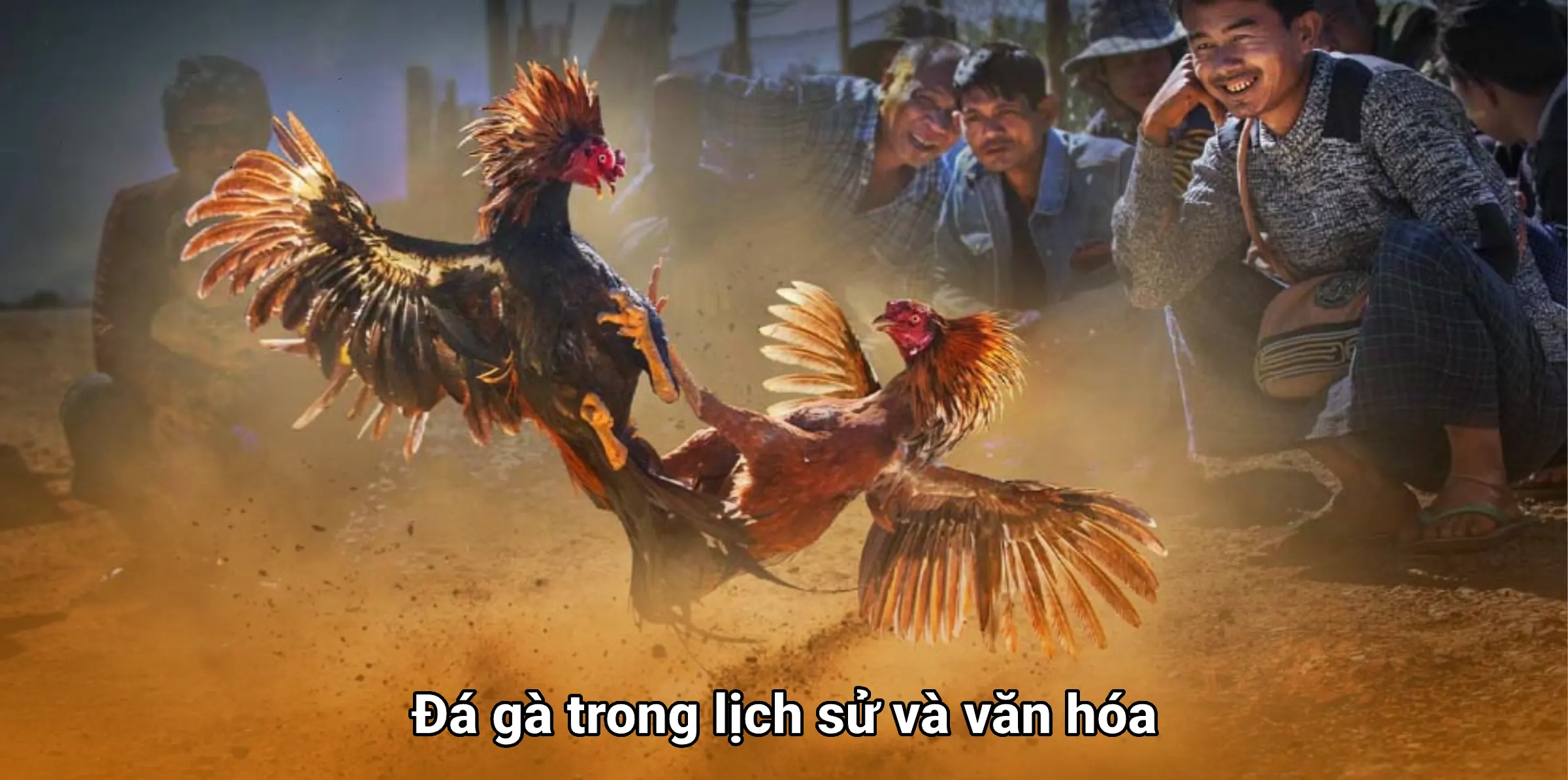 Đá gà là gì trong lịch sử và văn hóa
