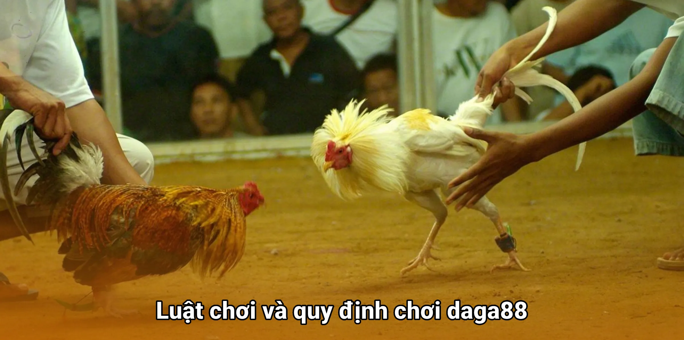 Luật chơi và quy định chơi daga88
