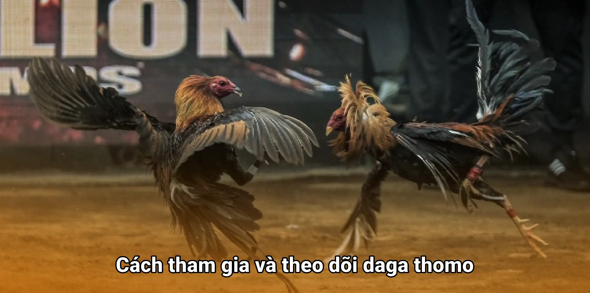 Sức hút bất tận trường đá gà Thomo
