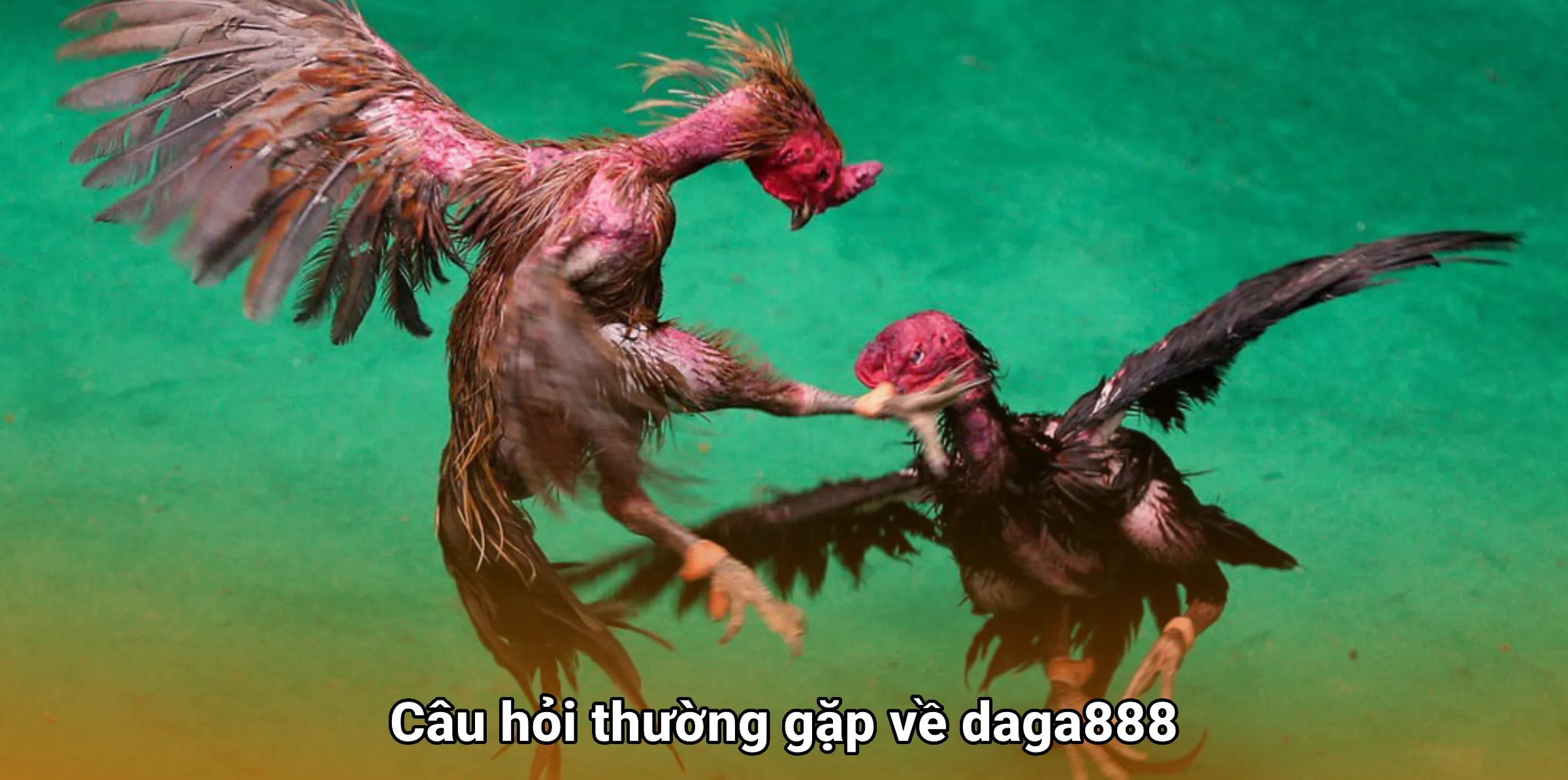 Câu hỏi thường gặp về daga888