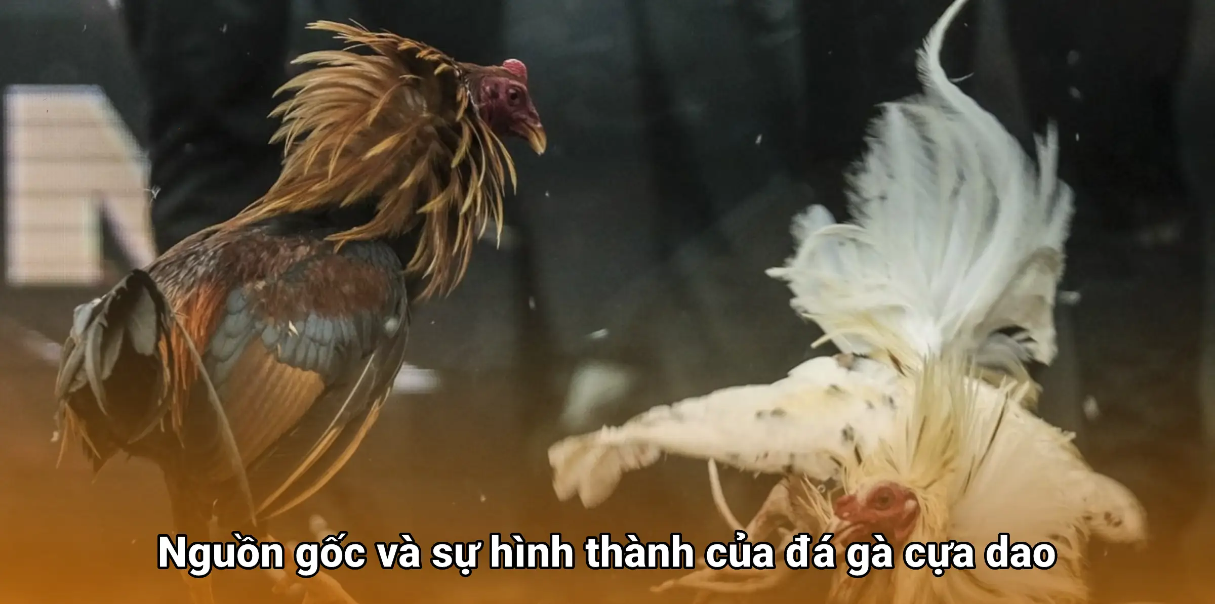 Đá gà cựa dao – Sự kịch tính của môn giải trí truyền thống