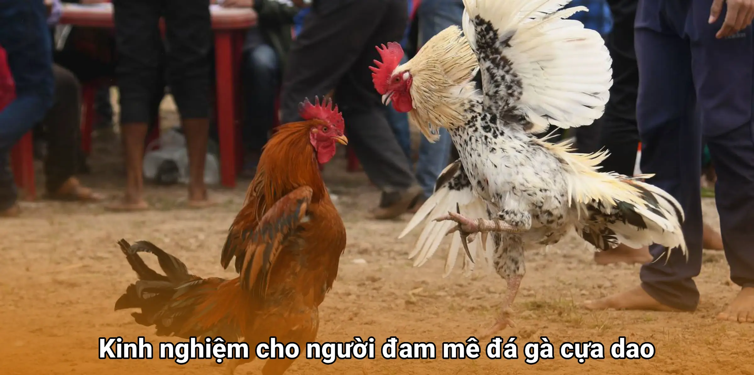 Đá gà cựa dao – Sự kịch tính của môn giải trí truyền thống