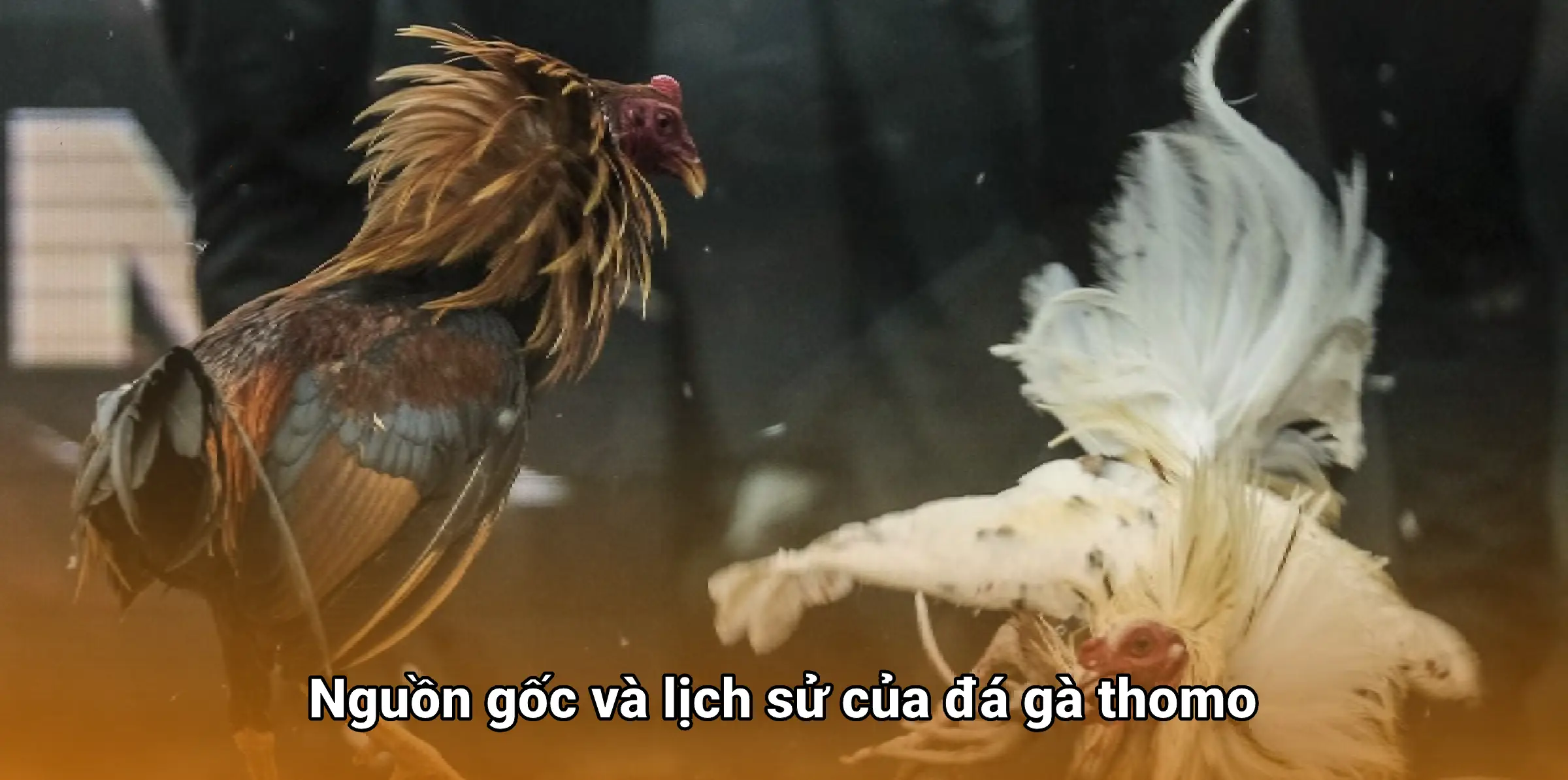Nguồn gốc và lịch sử của daga thomo