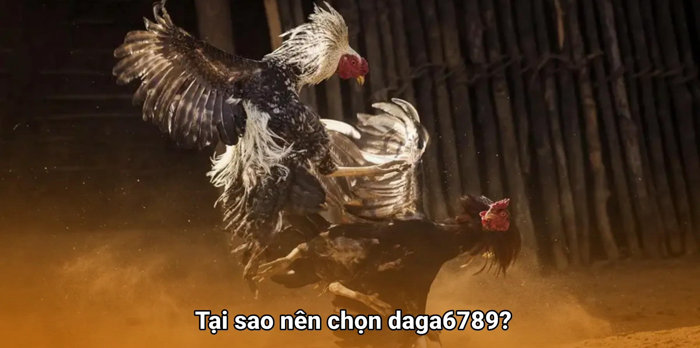 Tại sao nên chọn daga6789?