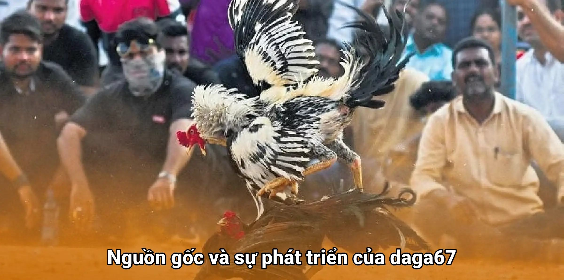 Đá gà 67 - Trải nghiệm đá gà trực tuyến