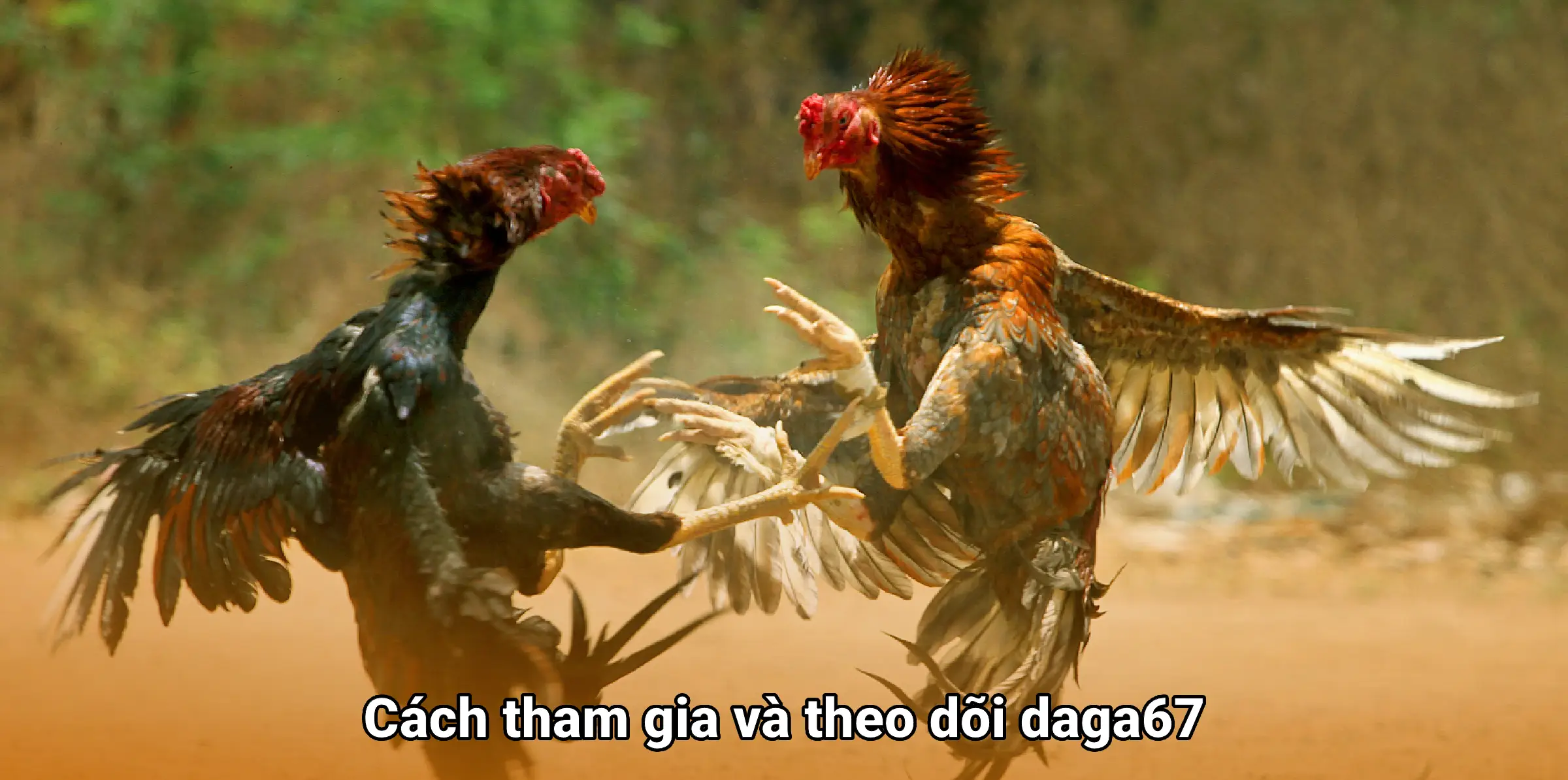 Đá gà 67 - Trải nghiệm đá gà trực tuyến