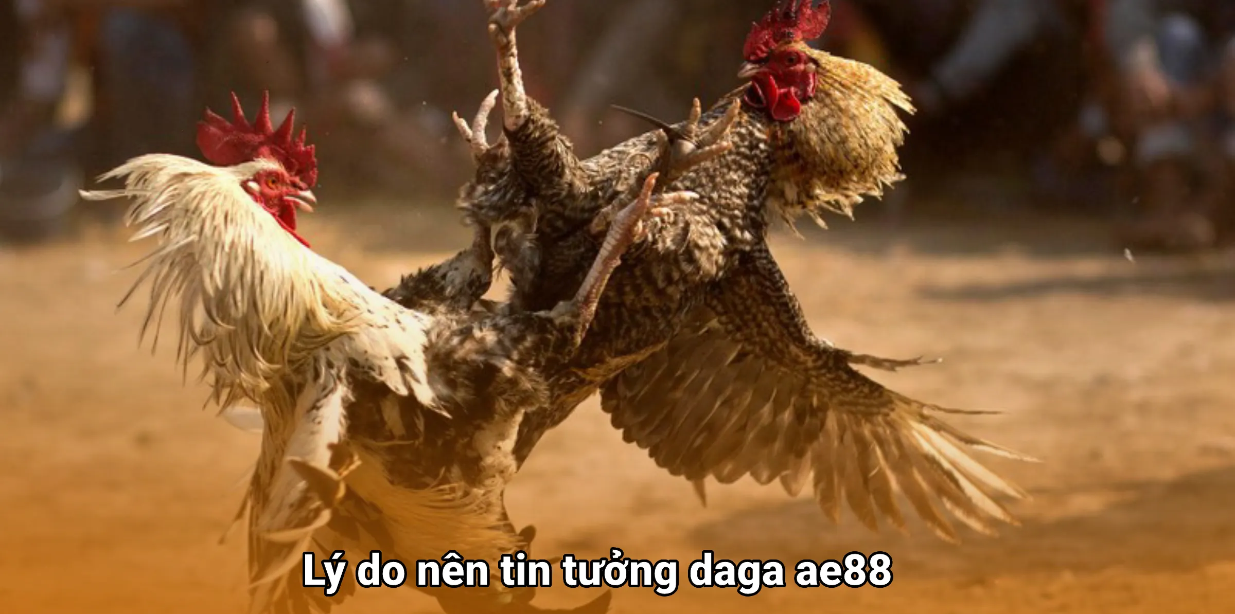 Lý do nên tin tưởng daga ae88