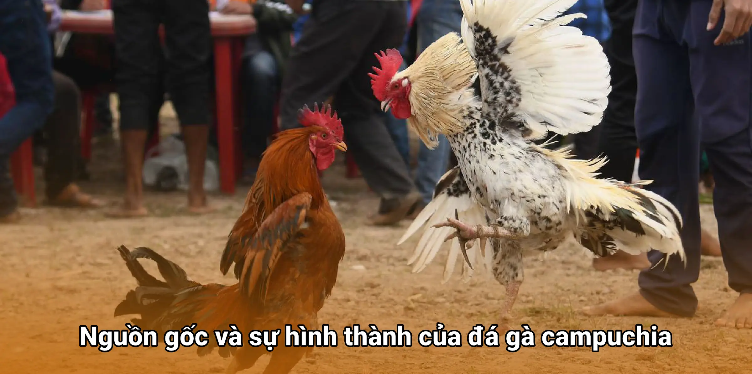 Đá gà campuchia – Sức hút từ trường gà đến trực tuyến
