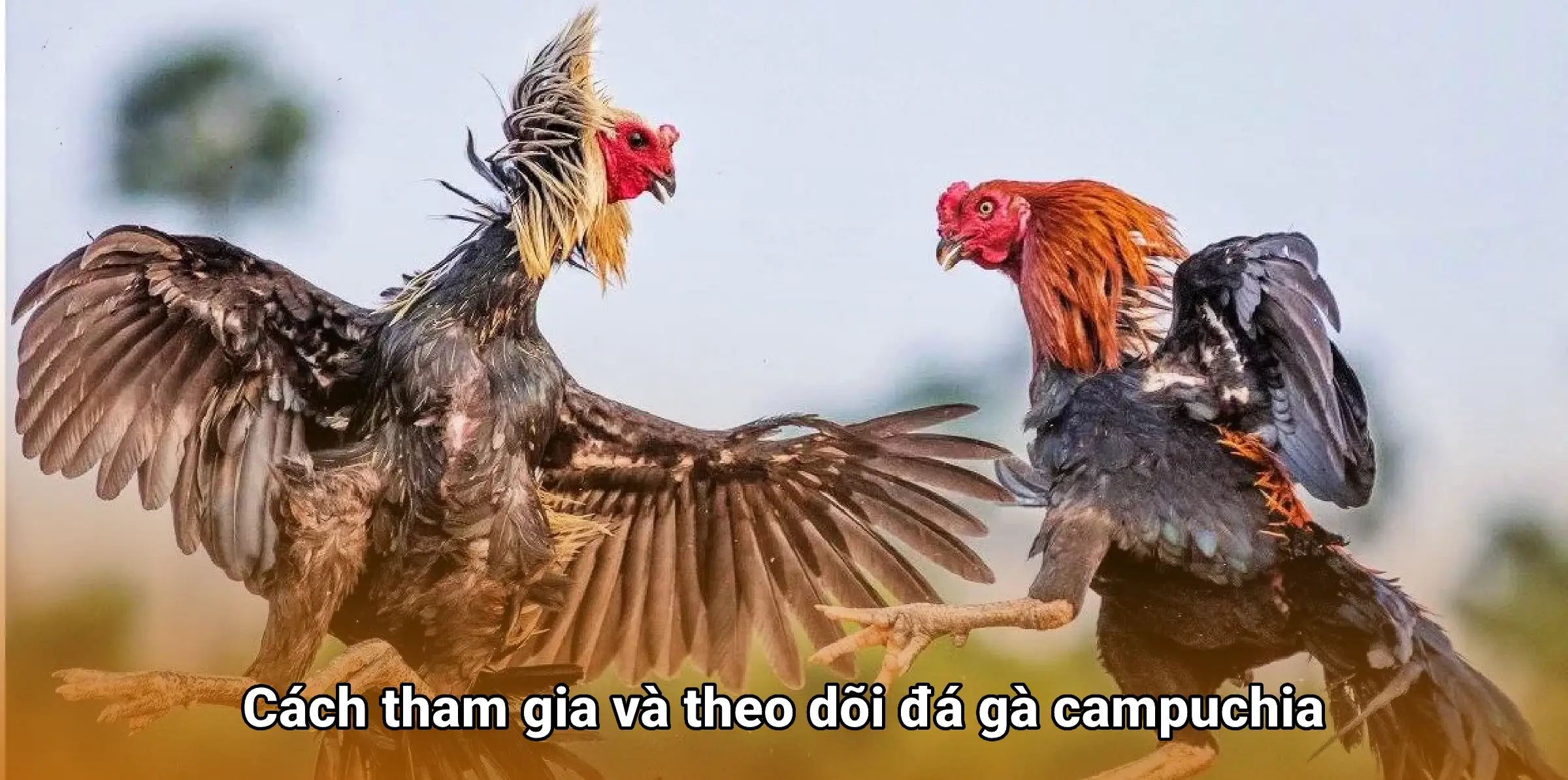 Đá gà campuchia – Sức hút từ trường gà đến trực tuyến