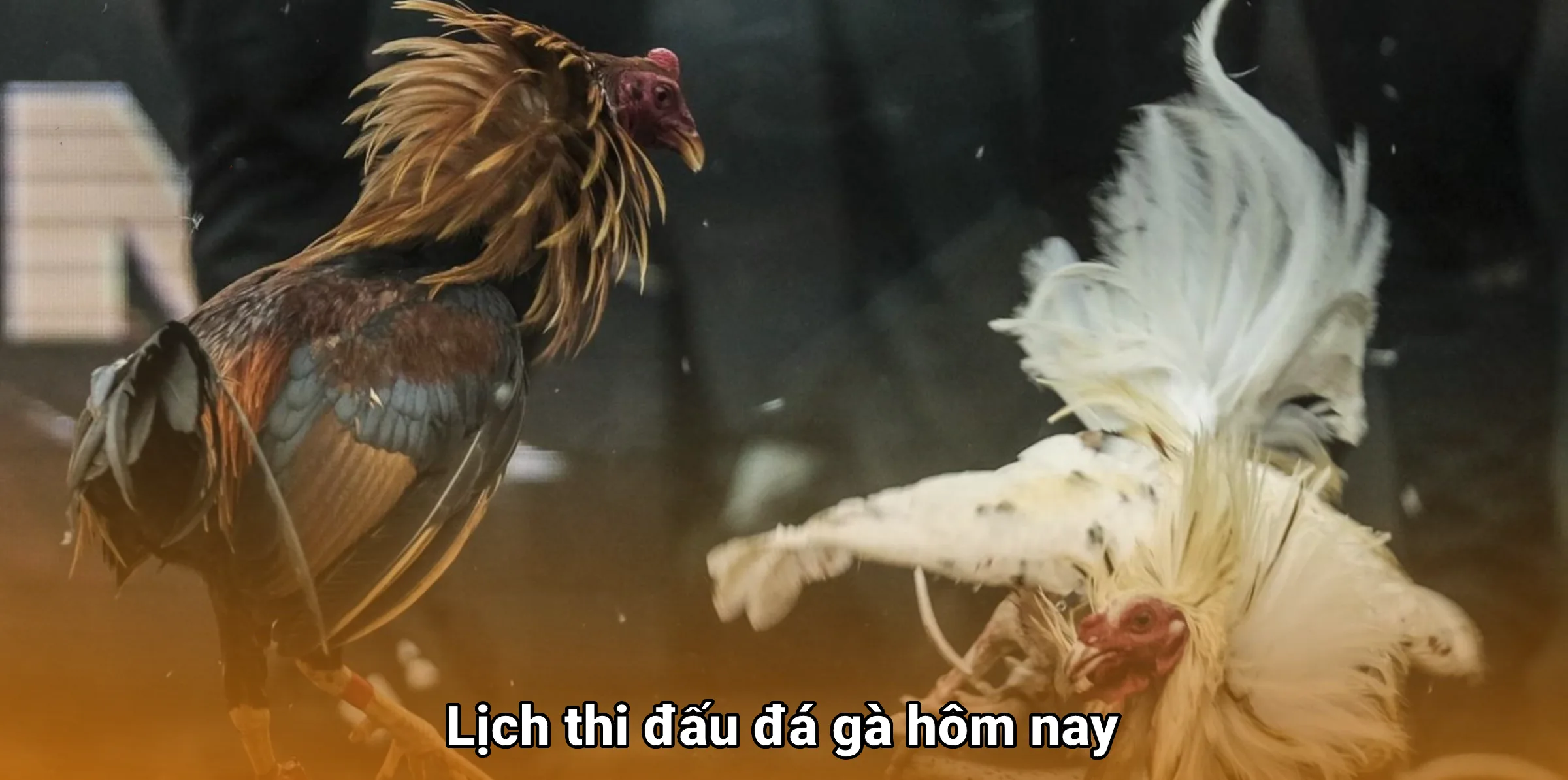Lịch thi đấu đá gà hôm nay trên daga88