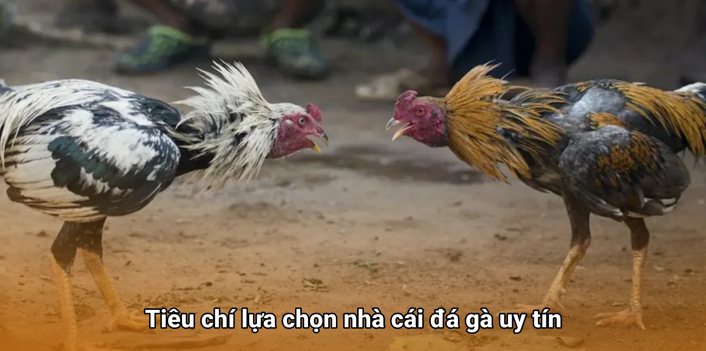 Tiêu chí lựa chọn nhà cái đá gà uy tín